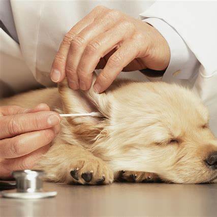 Hund bei Ohrenpflege